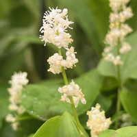 Maianthemum canadense
